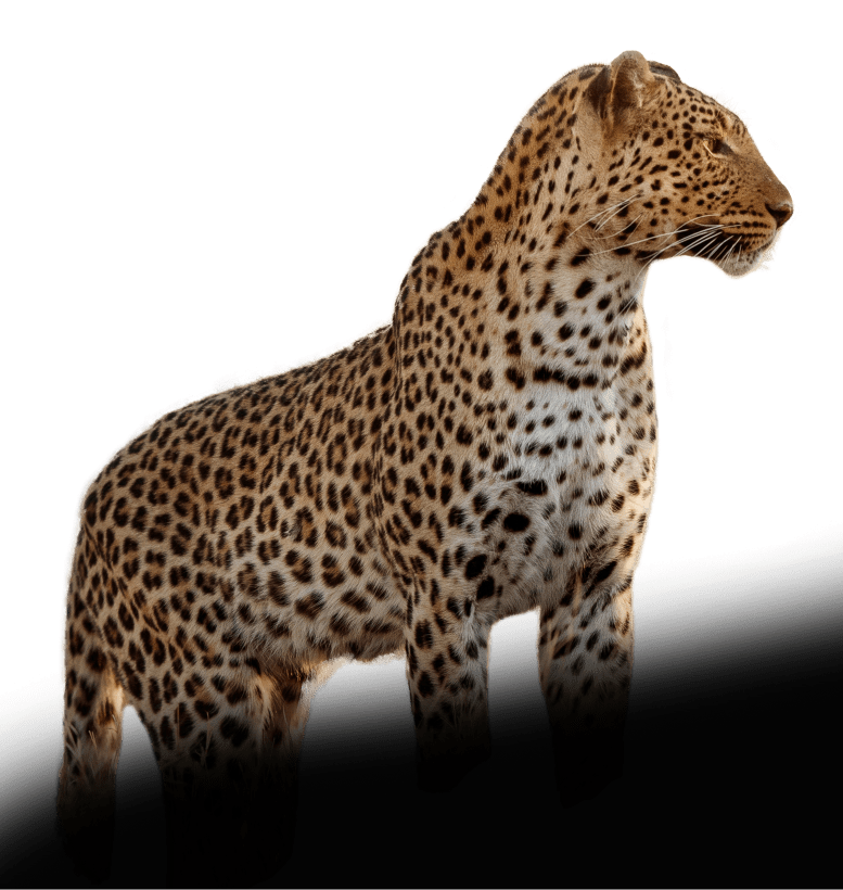 Cheeta